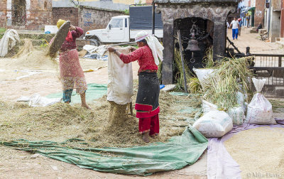 Women separating rice straw - Bhaktapur