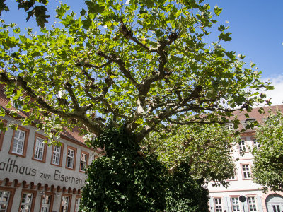 Heidelberg