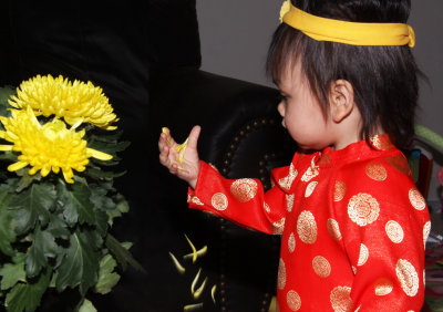 Chrysanthemum (2)