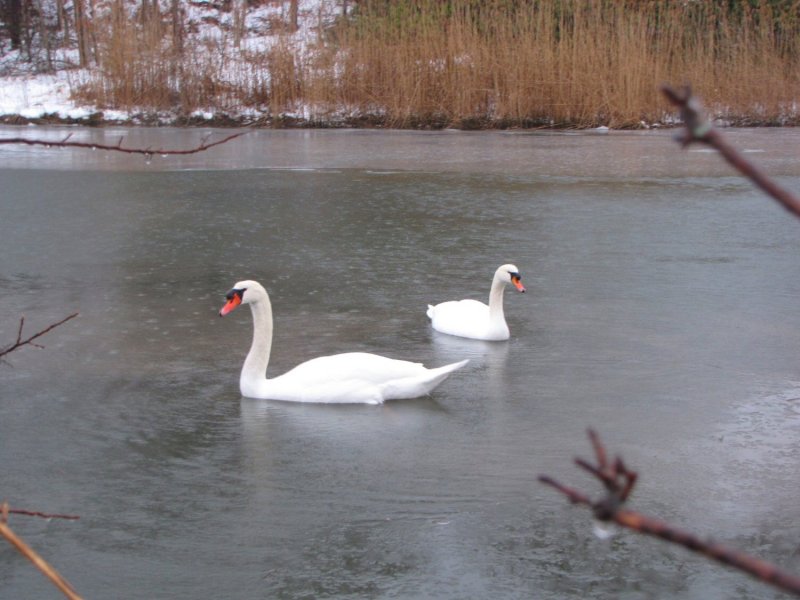 Swans in the Rain.jpg
