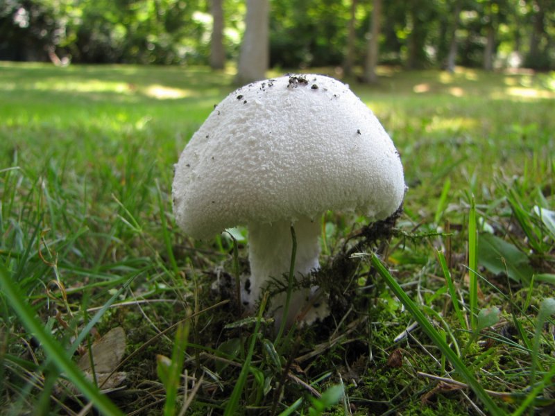 Shroom.jpg