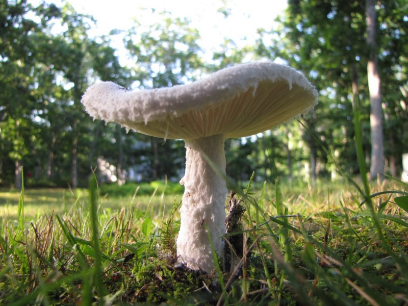 Shroom Day Two.jpg