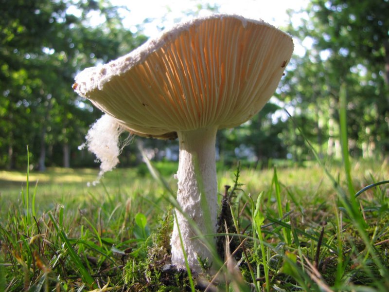 Shroom Day Three.jpg
