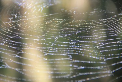 Spider Webs.jpg