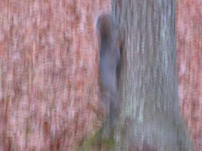 Squirrel on the Run.jpg