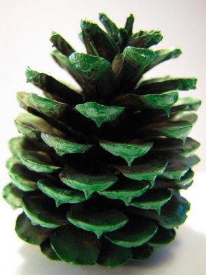 Pine Cone.jpg