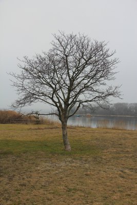 January 16 Tree.jpg