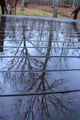 January Tree Reflections.jpg