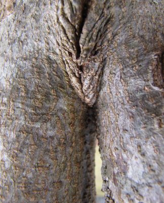 Dogwood Tree Close-Up.jpg