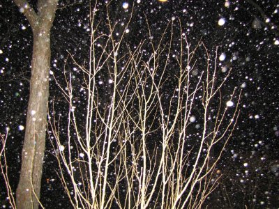 Trees n Snow.jpg