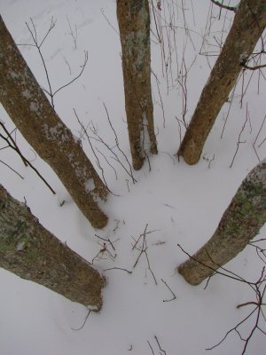 Snowy Tree Grove.jpg