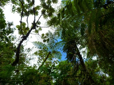 Tree Ferns.jpg