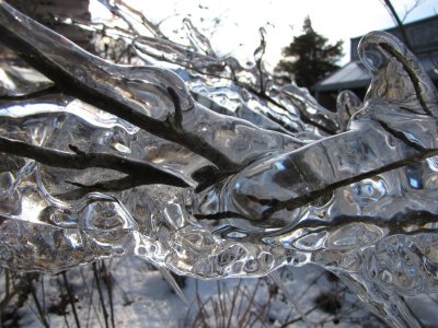 Ice Branches.jpg