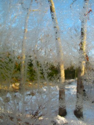 Icy Trees.jpg