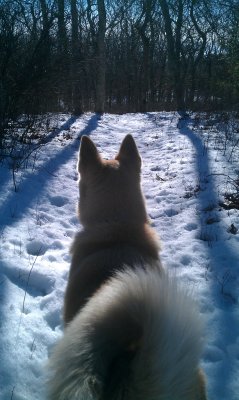 Suki the Akita