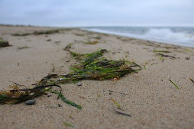 Fresh Seaweed.jpg