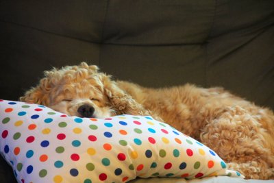 Dog Napping.jpg