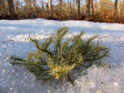 Lichen on Ice.jpg