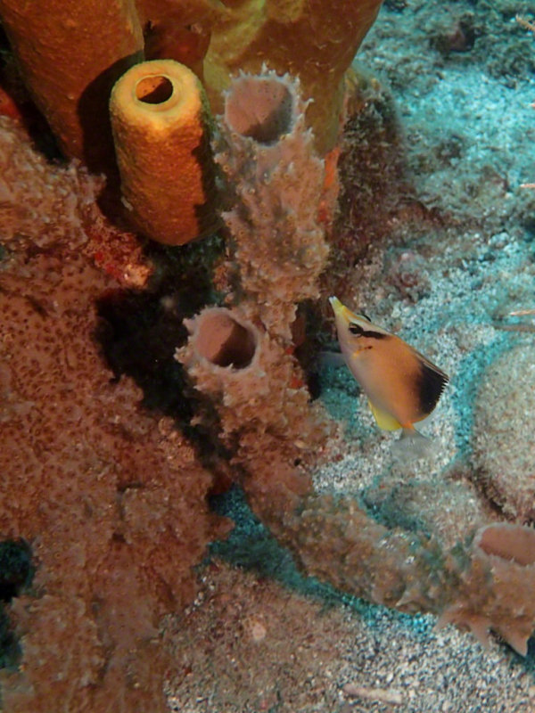 Longsnout Butterflyfish