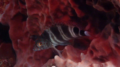 Saddled Blenny