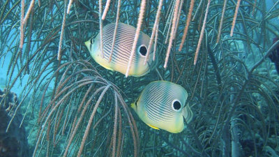 Foureye Butterflyfish