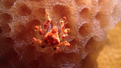 Cyrptic Teardrop Crab