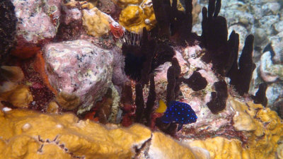 Yellowtail Damselfish - Intermediate Phase