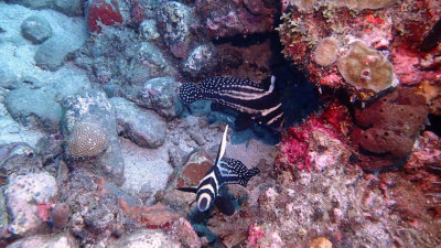Spotted Drum