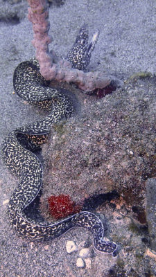 Spotted Moray Eel