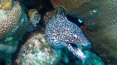 Spotted Moray Eel