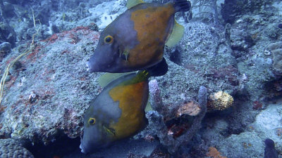 Whitespotted Filefish