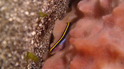 Yellowprow Goby