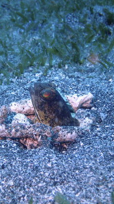 Banded Jawfish