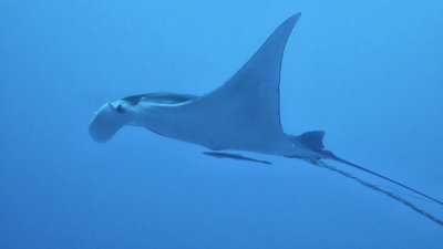 Manta Ray