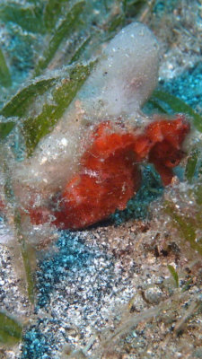 Longsnout Seahorse