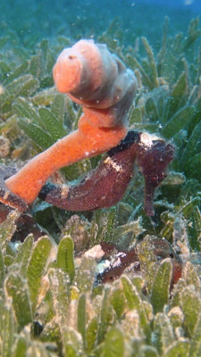 Longsnout Seahorse