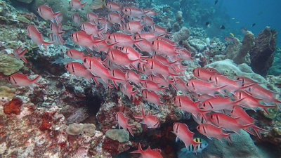 Blackbar Soldierfish