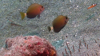 Doctorfish