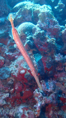 Trumpetfish
