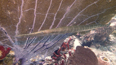 Trumpetfish