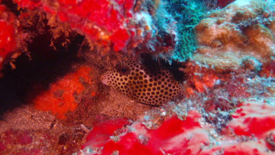 Spotted Trunkfish