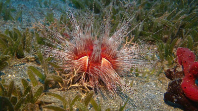 Magnificant Urchin