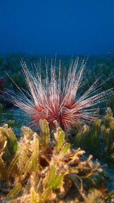 Magnificant Urchin