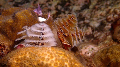 Christmas Tree Worm