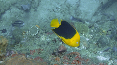Rock Beauty Anglefish