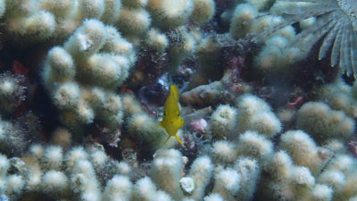 Threespot Damselfish - Juvenile