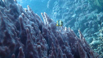 Threespot Damselfish & Barrel Sponge