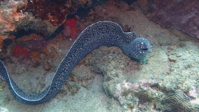 Spotted Moray