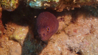 Goldentail Moray