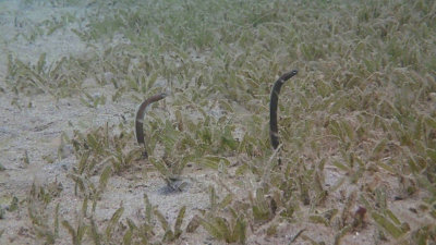 Garden Eels